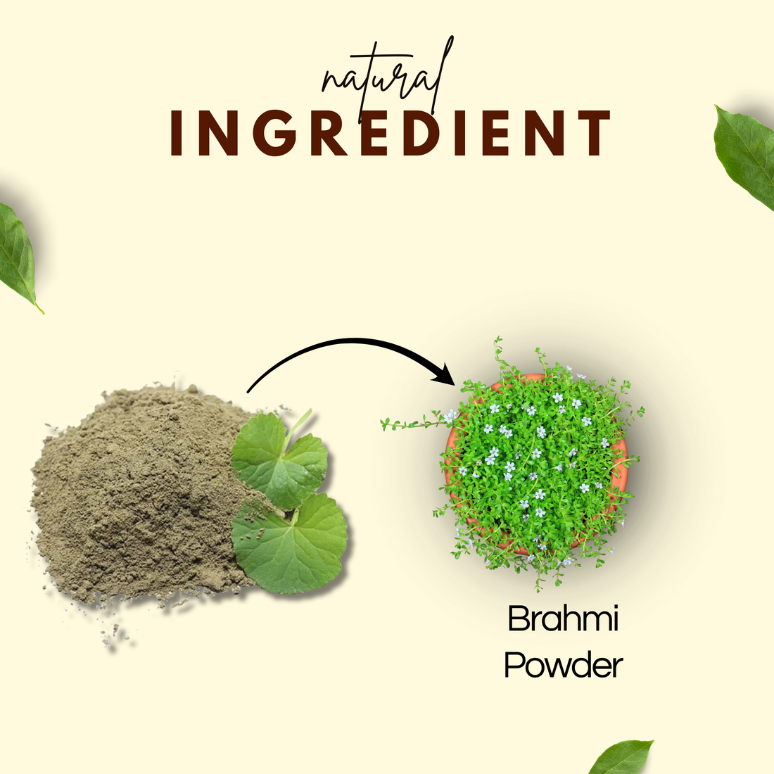 Brahmi Powder | ब्राह्मी पाउडर | Natural Brain & Memory Booster