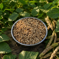 Tuver - Natural Whole Pigeon Peas - product close-up view