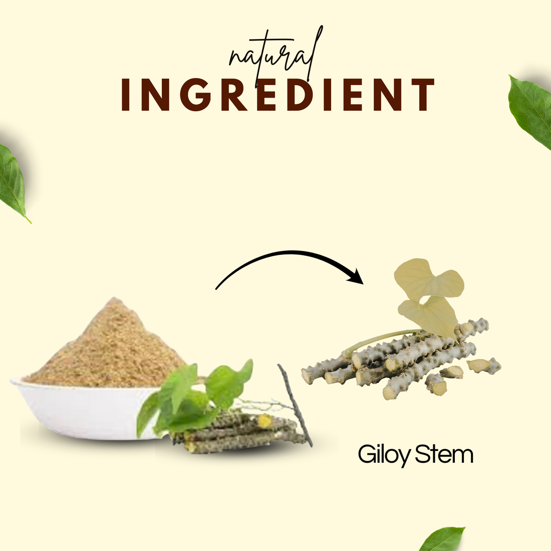 ગિલોય પાવડર