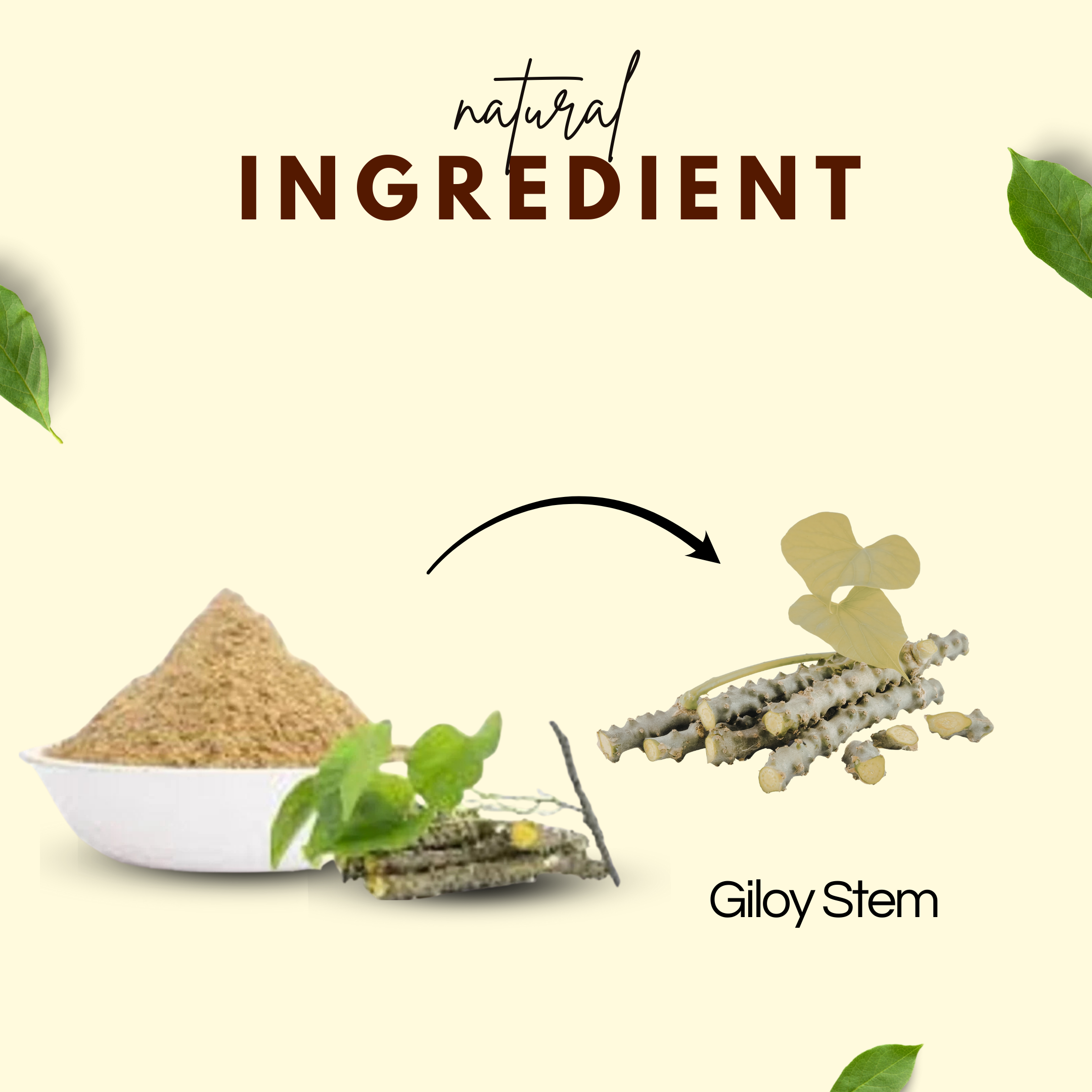 Giloy Powder | गिलोय पाउडर| Ayurvedic Immunity & Detox Booster