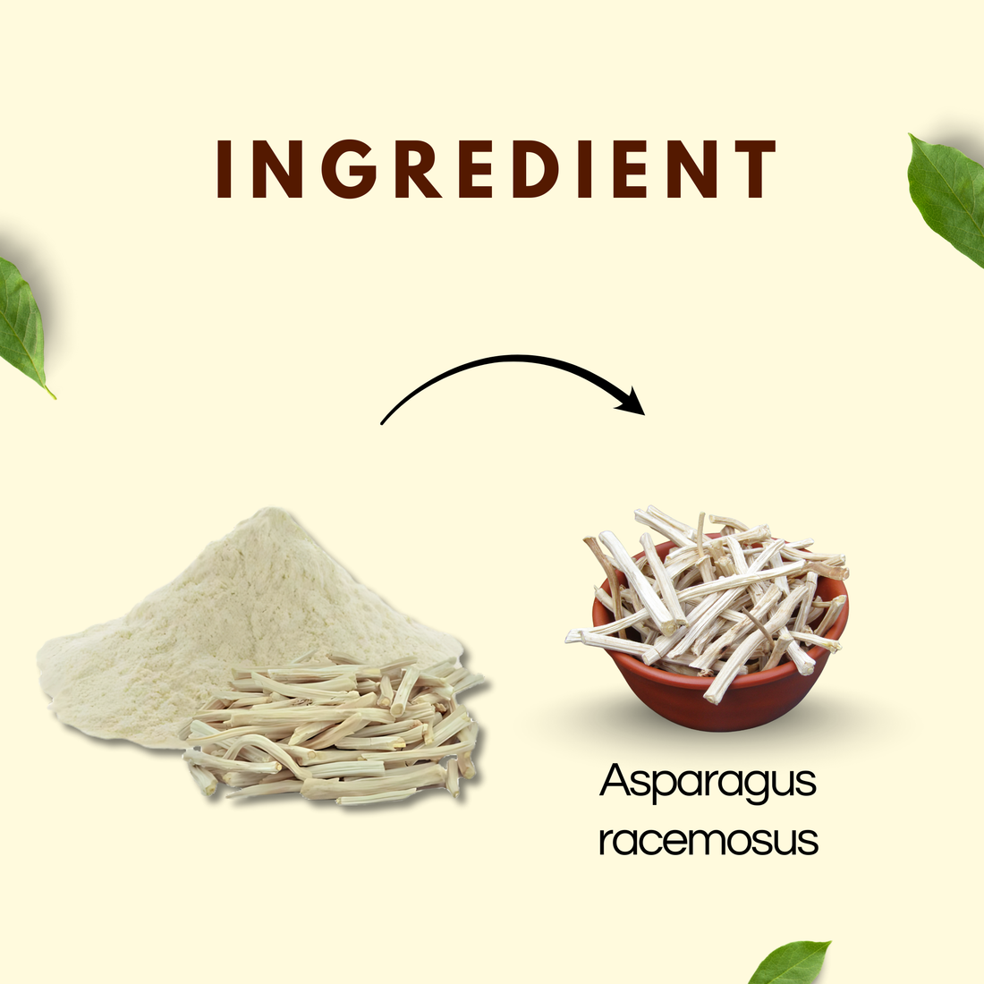 સતાવરી પાવડર