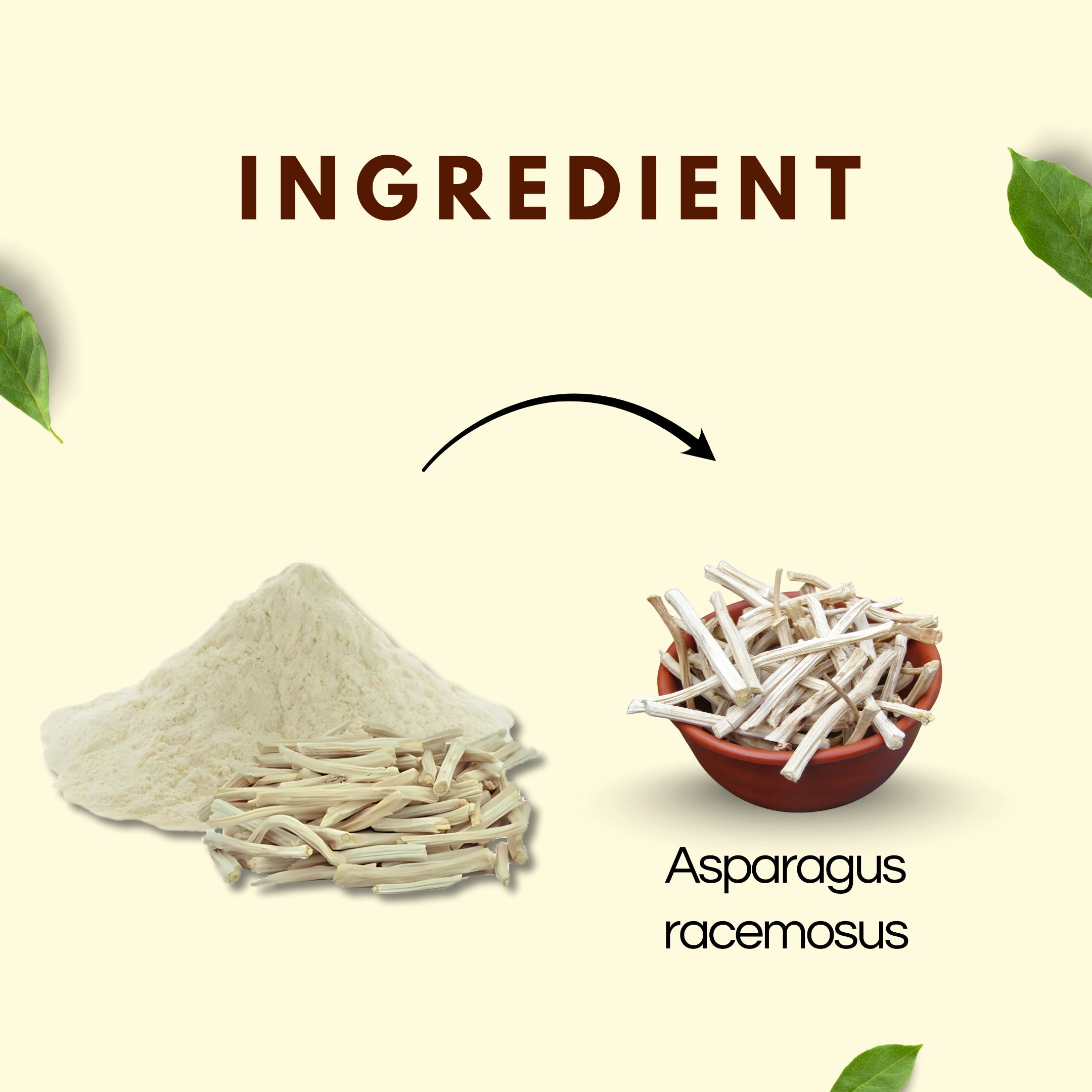 Satavari Powder | Natural Ayurvedic Herb
