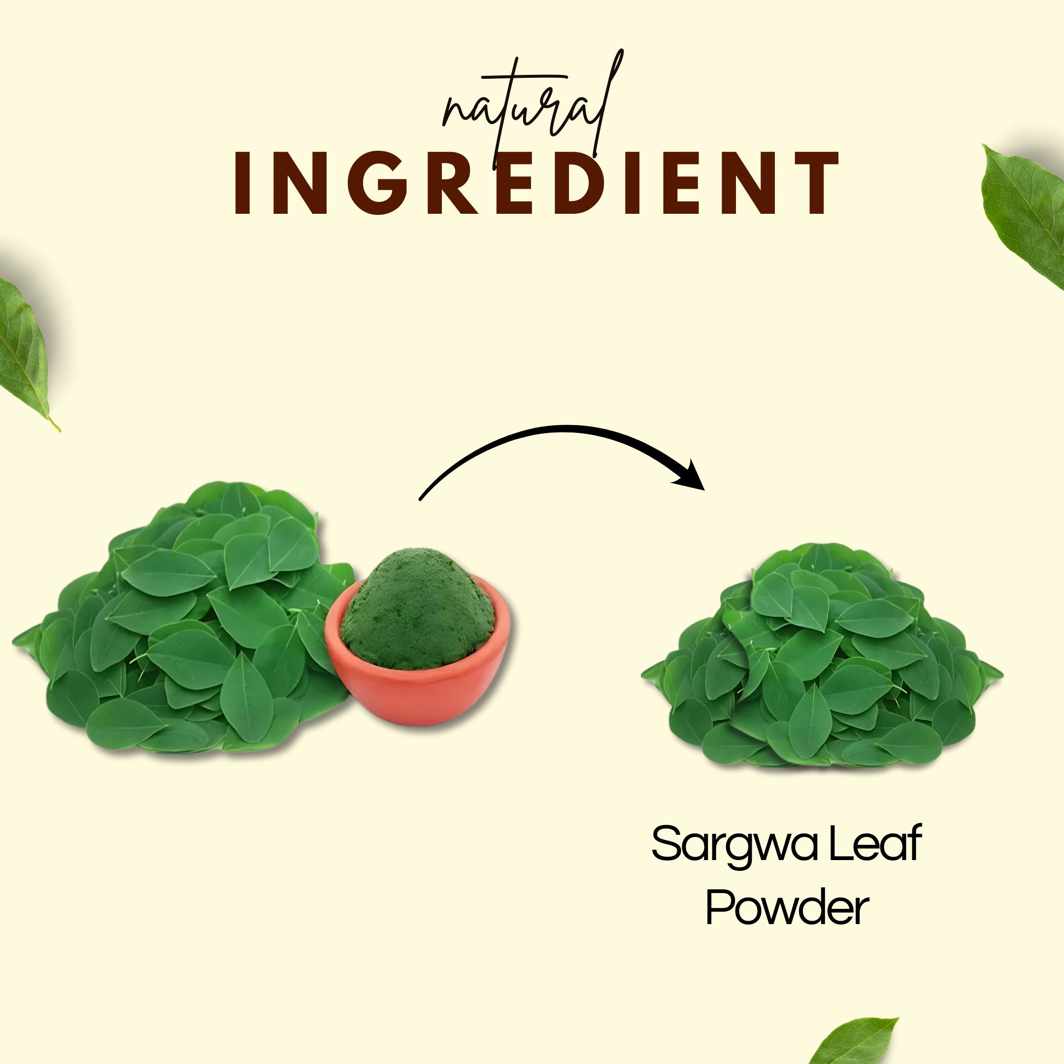 Sargwa Leaf Powder | Natural Ayurvedic Moringa Powder